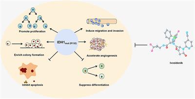 Frontiers | Epigenetic Enzyme Mutations: Role In Tumorigenesis And ...